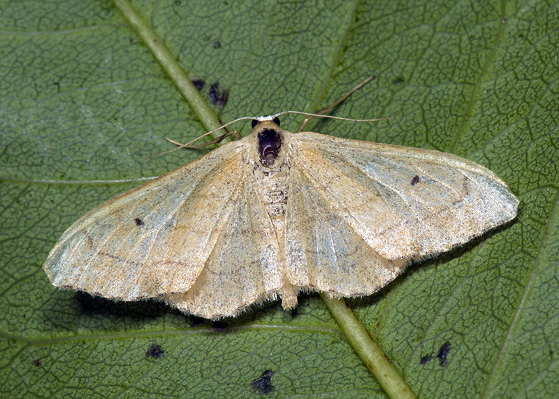 Dubbio Idaea